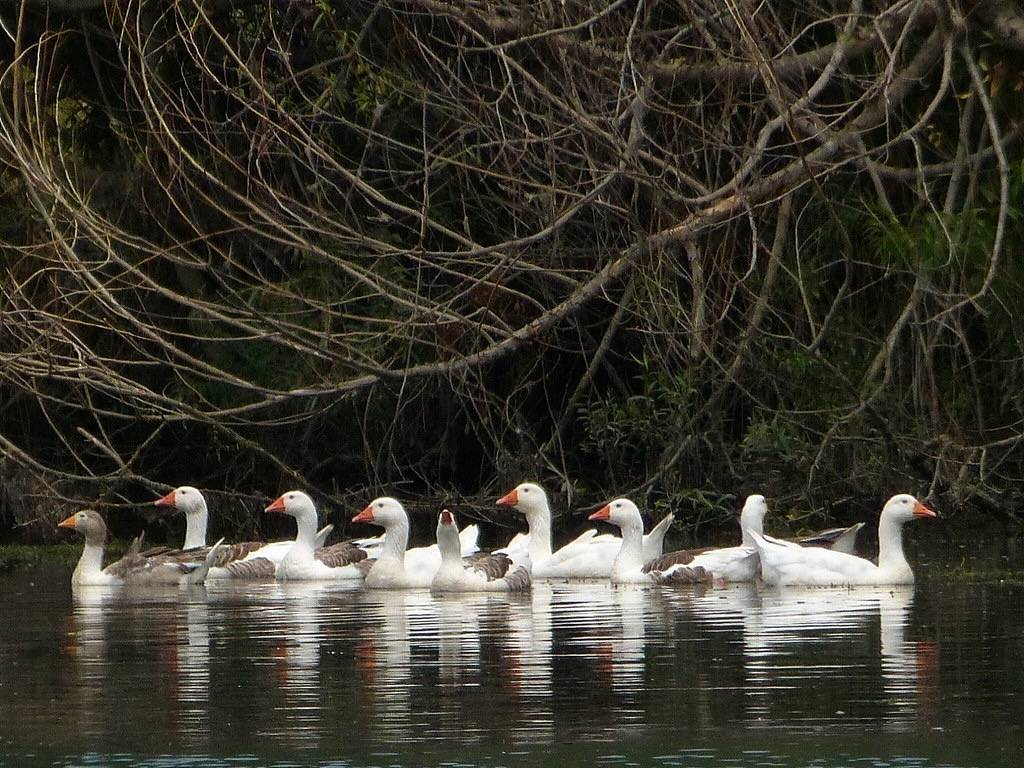 Greylag Geese by SidPix is licensed under CC BY 2.0